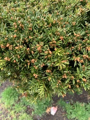 Taxus