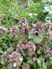 Lamium purpureum