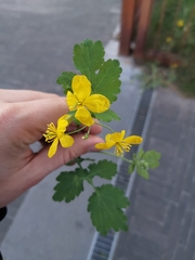 Chelidonium majus