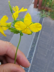 Chelidonium majus