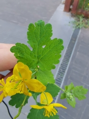 Chelidonium majus