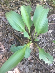 Arnoglossum plantagineum