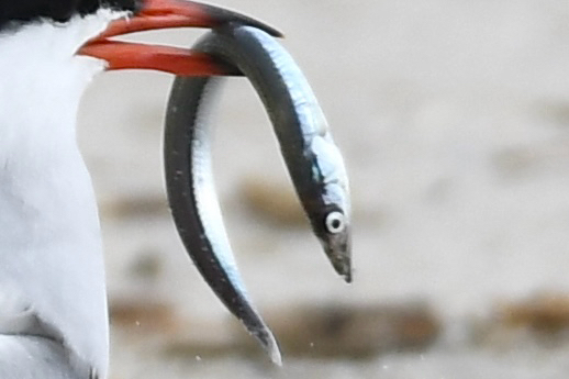 American Sand Lance photo 5