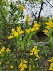 Genista germanica