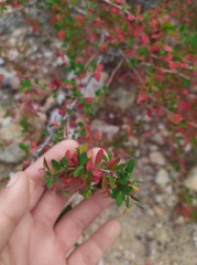 Euphorbia magdalenae