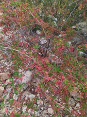 Euphorbia magdalenae