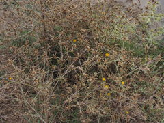 Centaurea solstitialis solstitialis