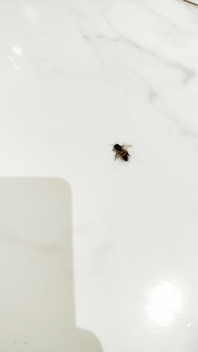 Western Honey Bee