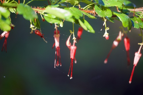 Ribes speciosum, photograph 1