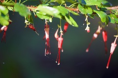 Ribes speciosum, photograph (c) lazarus, some rights reserved (CC BY)