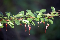 Ribes speciosum, photograph (c) lazarus, some rights reserved (CC BY)