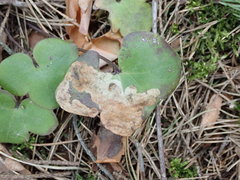 Phytomyza abdominalis