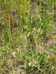 Salvia pratensis