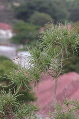 Senecio linifolius