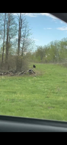 American Black Bear