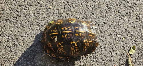 Eastern Box Turtle