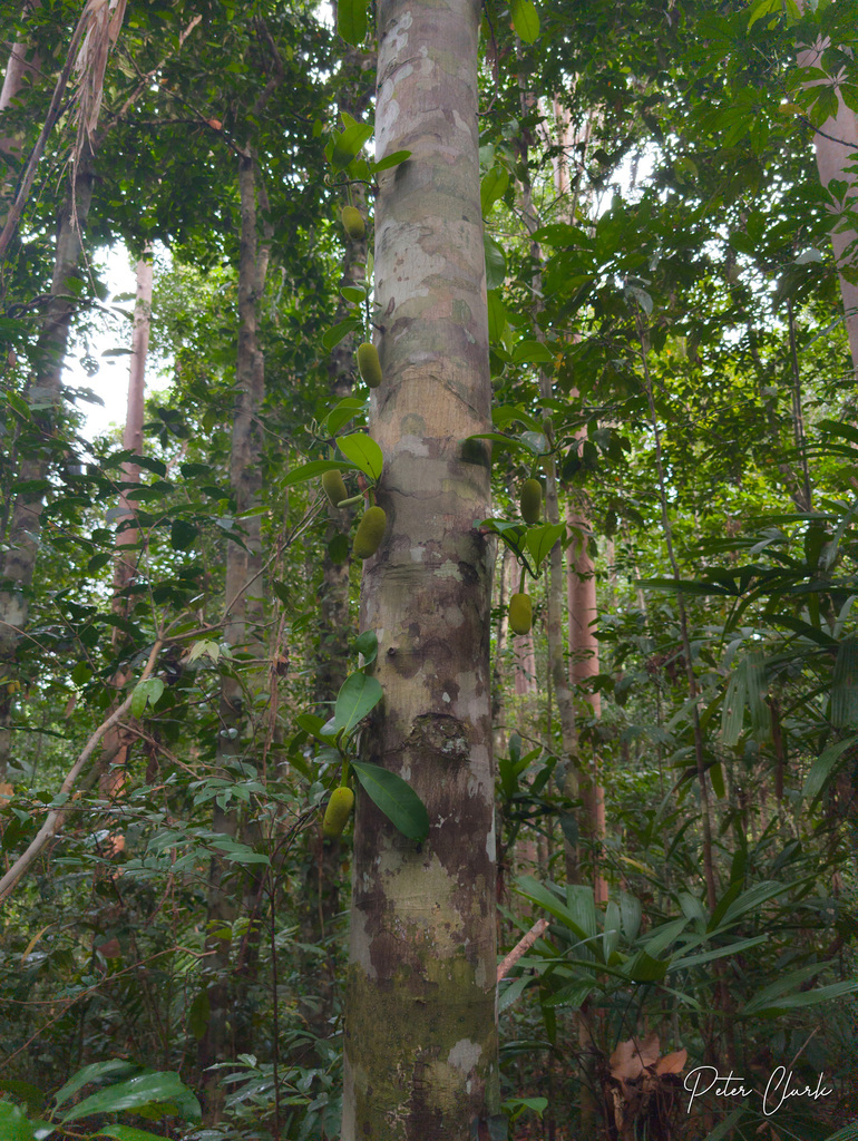 Cempedak (Artocarpus integer)