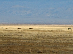 Vulpes macrotis mutica