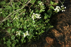 Cardamine prorepens