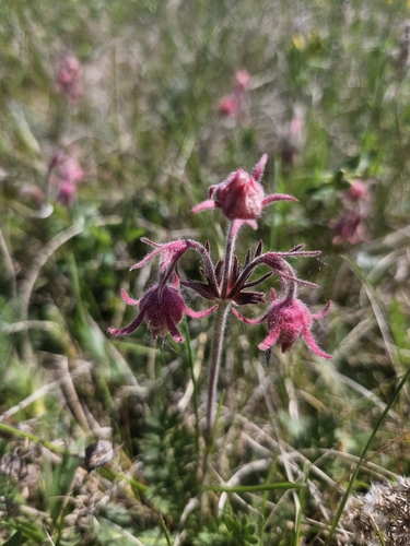 prairie smoke