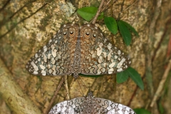 Hamadryas februa ferox