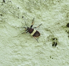Largus balteatus