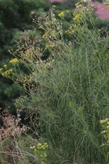 Senecio linifolius