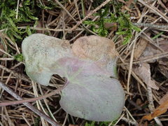 Phytomyza abdominalis