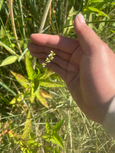 Dotted Smartweed