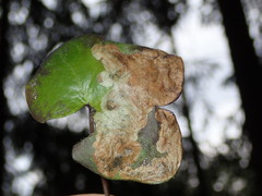 Phytomyza abdominalis