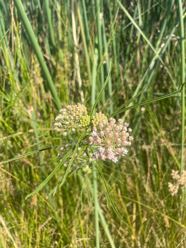 narrowleaf milkweed