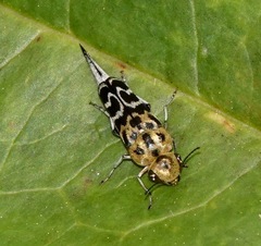 Glipa malaccana