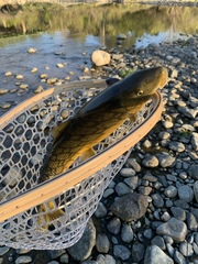 Catostomus occidentalis