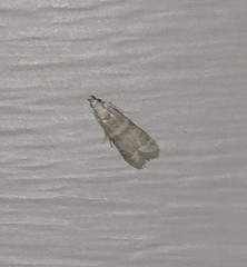 Ephestia columbiella