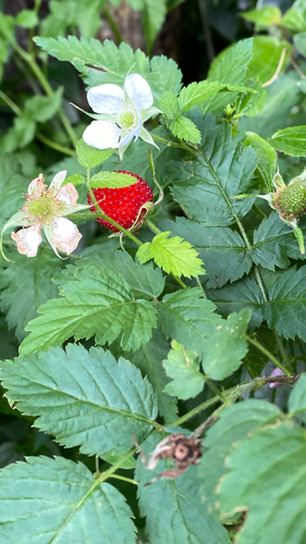 Rubus rosifolius observed 2026-05-27