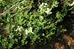 Cardamine prorepens