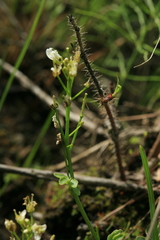 Cardamine prorepens
