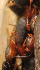Brachinus alexandri