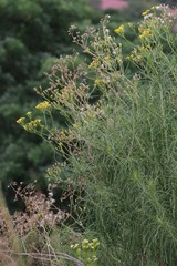 Senecio linifolius