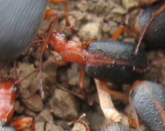 Brachinus alexandri