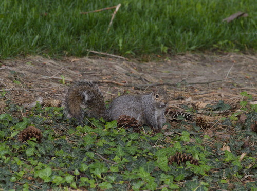 Eastern Gray Squirrel