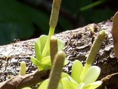 Peperomia hoffmannii