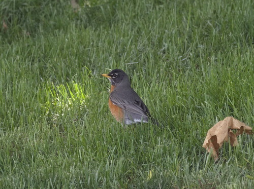 American Robin