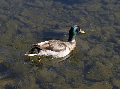 Duck