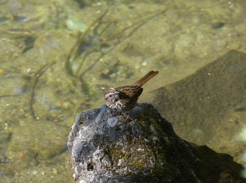 Song Sparrow