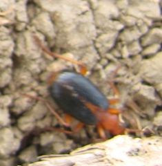 Brachinus alexandri