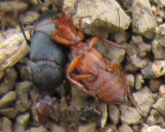 Brachinus alexandri