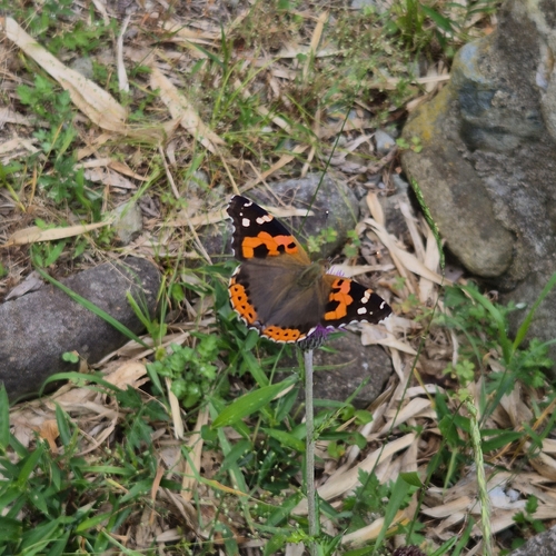 Indian Red Admiral