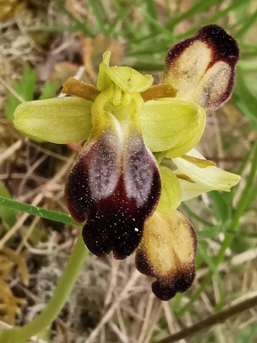 Sombre Bee-orchid