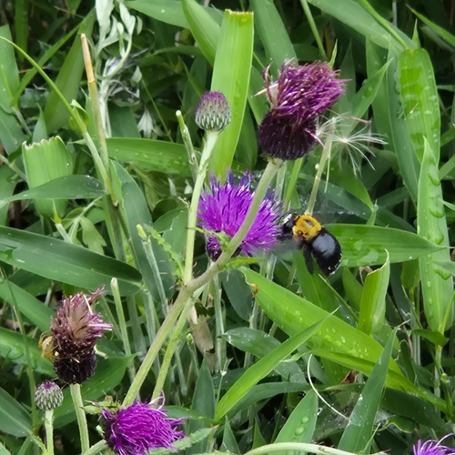 Xylocopa appendiculata circumvolans